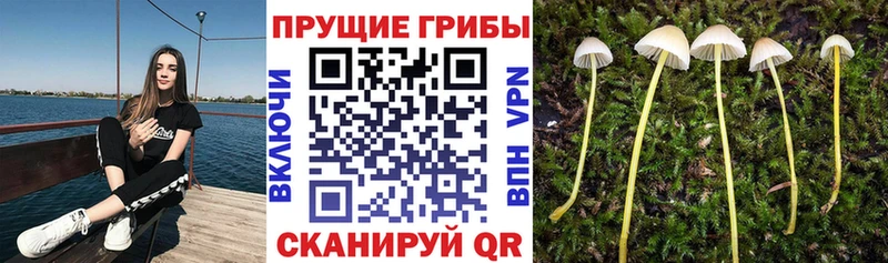 Галлюциногенные грибы Cubensis  Выборг 